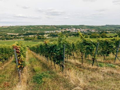 Hillside vineyards of Oltrepò Pavese, Broni, Italy