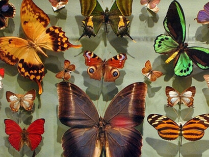 Arthropods. Courtesy of Harvard Museum of Natural History