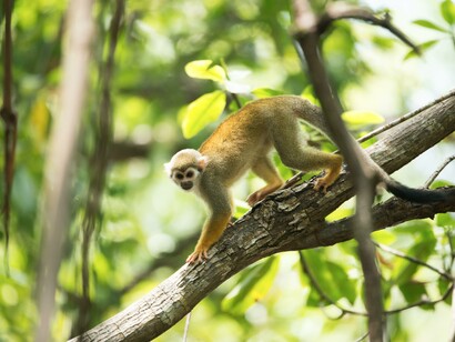 A monkey observing his surroundings in his animal society as he descends a tree 