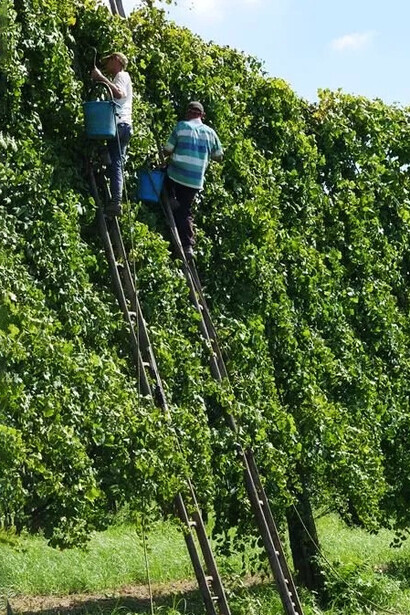 Scale e potatura, come opera il vignaiolo. Il vignaiolo ha la sua scala personale di legno (scalillo), lunga una quindicina di metri; i pioli hanno un incavo nella parte centrale in cui il vignaiolo incastra il ginocchio dopo aver appoggiato il piede sul piolo sottostante, assicurando una salda presa alla scala che viene a sua volta assicurata alla spalliera alta dell’alberata, mentre le mani rimangono libere per lavorare sui tralci