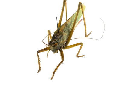 Insects. Courtesy of Tadas Ivanauskas Zoological Museum