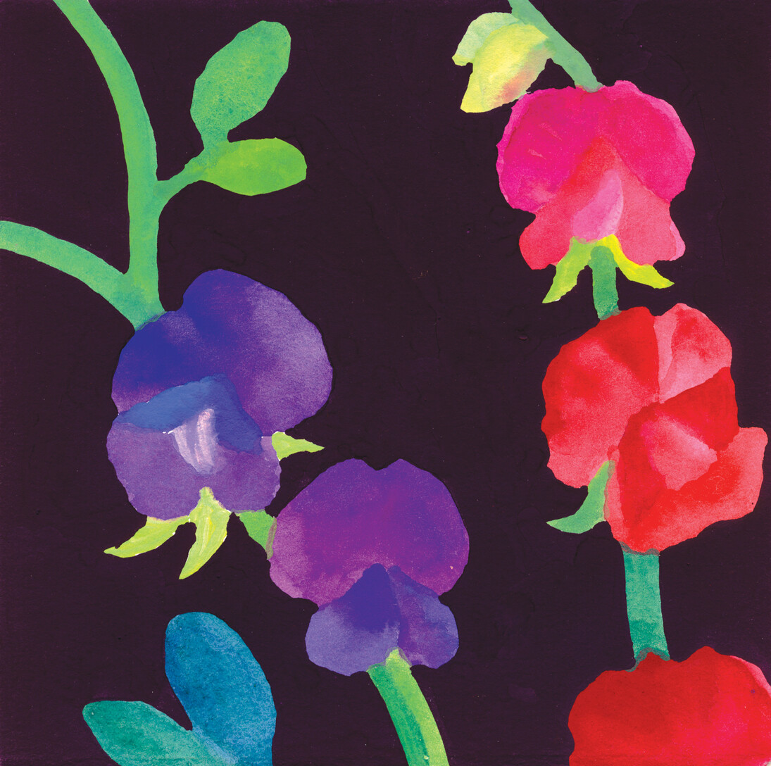 Nerys Johnson, Red and Purple Sweet Peas, gouache 2000, 15 x 15 cm
