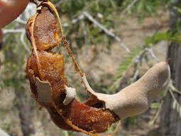Tamarind