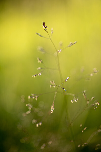 Listen to the voice of love in silence