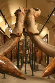 Mammuthus meridionalis, Museo Paleontologico di Montevarchi (AR)