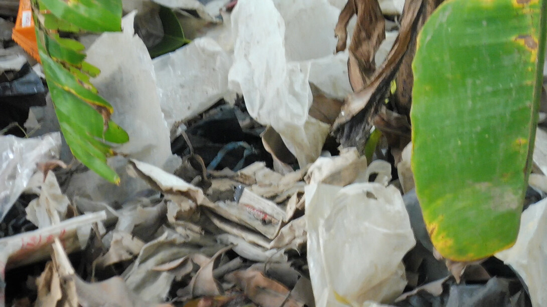 Brigitta Rossetti, Animali da cortile, frame da video, 2 minuti, Indonesia, 2018-24. Per gentile concessione di Musei Civici di Palazzo Farnese