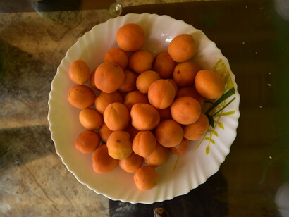 Ladakhi apricots are stated to be the sweetest in the world © Ashish Kothari
