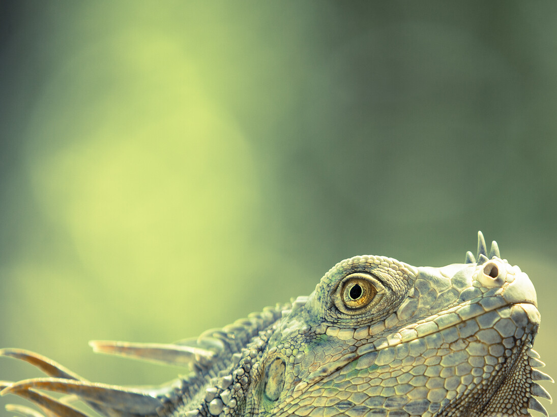 Will Jenkins, Finalist, "Green dragon", Category: 11 to 14 Years, United Kingdom