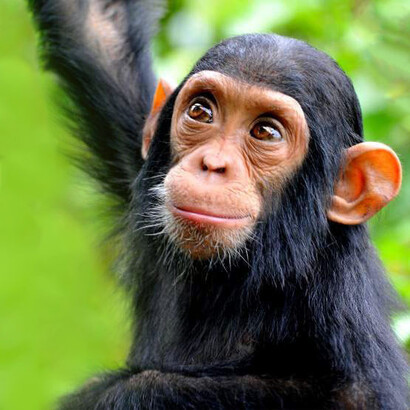 Chimpanzees who are in captivity do not know their natural environment