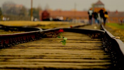 Una rosa a la entrada de Auschwitz
