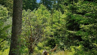Paesaggio di una foresta illuminata dal sole del mattino