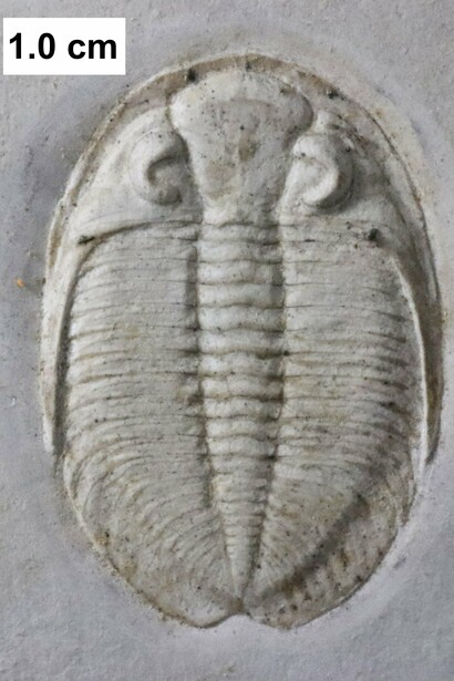 Fossile di una specie appartenente al phylum "Arthropoda"