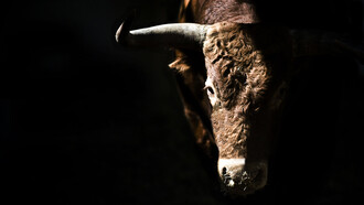 Dueño y señor de Pamplona © Chema Concellón