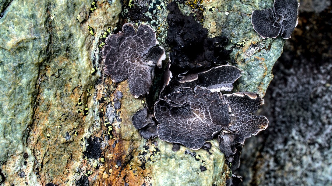 Lichene : i licheni sono organismi simbionti derivanti dall'associazione di due individui: un organismo autotrofo - un cianobatterio o un'alga, e uno eterotrofo, un fungo, in genere un ascomicete o un basidiomicete