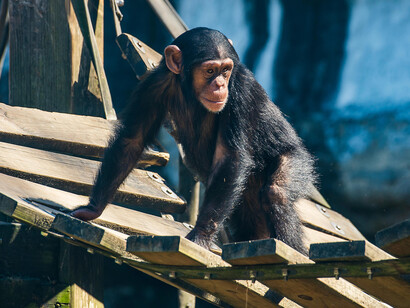 Gli animali, soprattutto quelli che vivono in libertà, le scimmie in particolare, non vivono mai nella deprivazione dei loro stati emozionali e delle loro sensibilità morali