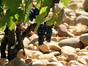Vite e ciottoli a Châteauneuf-du-Pape, Francia