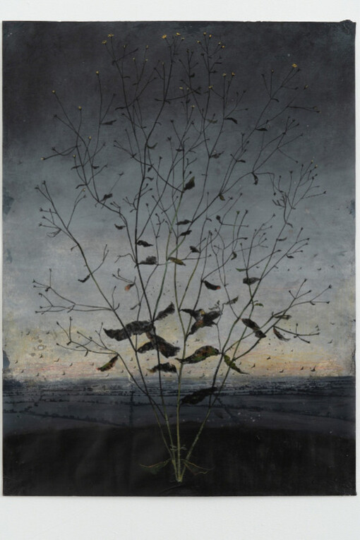 Michael Canning. Courtesy of Oliver Sears Gallery