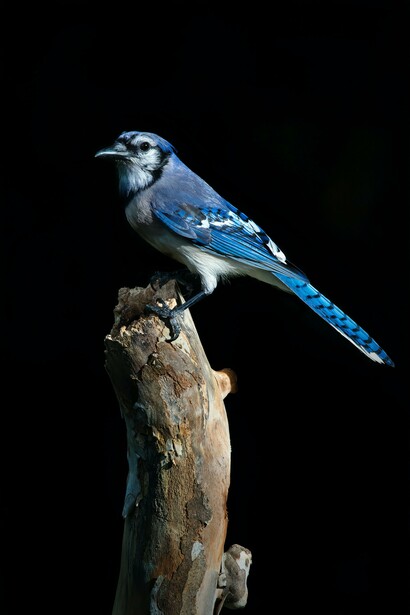 Blue bird perching on a tree branch