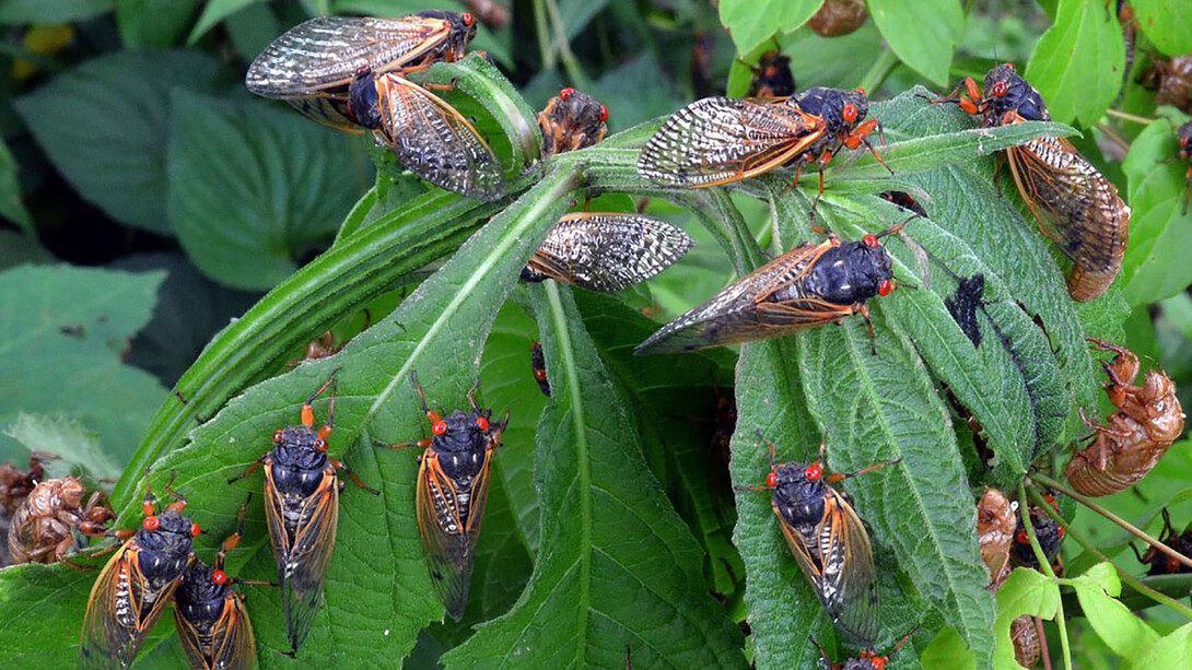Emergencia de chicharras periódicas