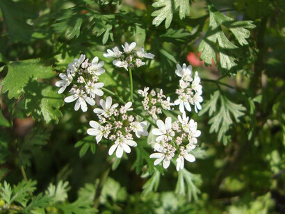 Fiori di coriandolo
