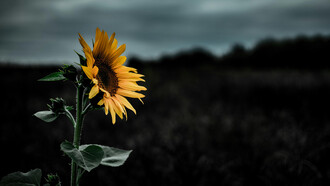 A estas flores ya no les gustaba la luz que achicharraba bichos y hojas, ni el amarillo que los teñía a todos por igual