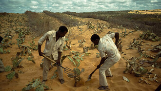 Combating Desertification in Africa