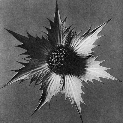 Blossfeldt, Karl. Eryngium giganteum