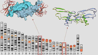 Con un simple análisis de sangre es posible saber la concentración de la hormona estimulante del folículo (FSH) y la hormona antimülleriana (AMH), con el propósito de obtener indicios acerca de la cantidad de óvulos disponibles en tu "banco ovárico". Hormona anti-mülleriana