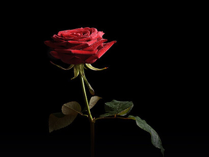 La rosa mette in contatto con cuore con l’amore supremo