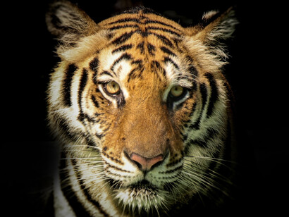 The name “Tiger King” indicates an abhorrent form of manipulation and abuse for ulterior motives