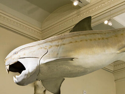 Hall of Vertebrate Origins. Courtesy of American Museum of Natural History