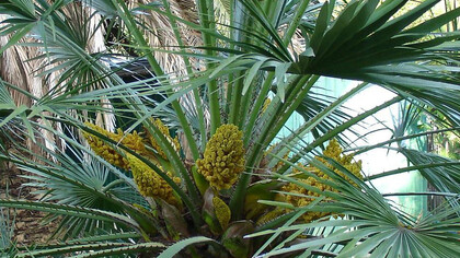 La Palma nana, Chamaerops humilis