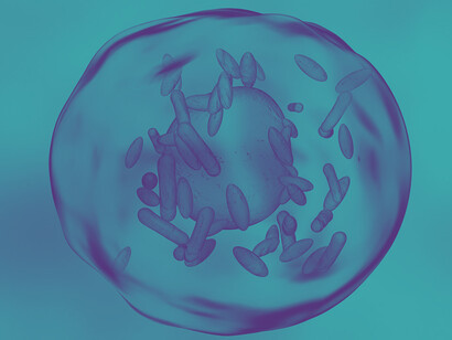 «Coxiella burnetii», especie de bacteria patógena intracelular