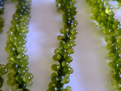 Sea Grapes
