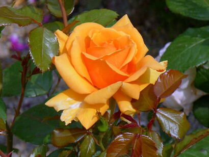 Una varietà di rosa