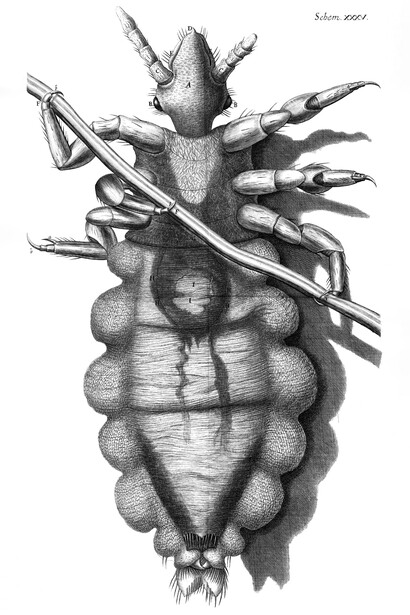 «Micrographia», esquema XXXV