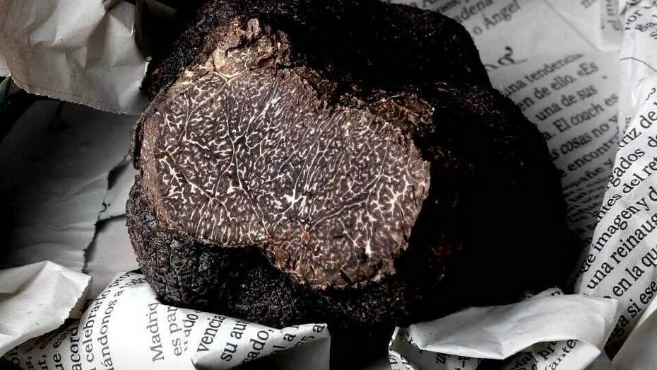 Trufa negra de Aragón