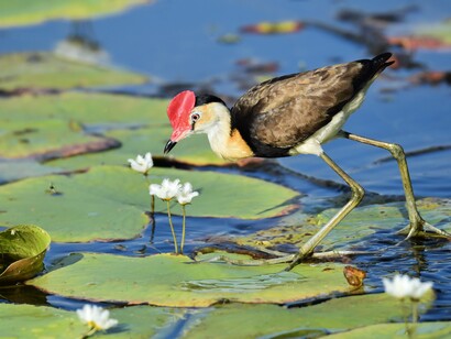 Wetlands are seats of biological diversity