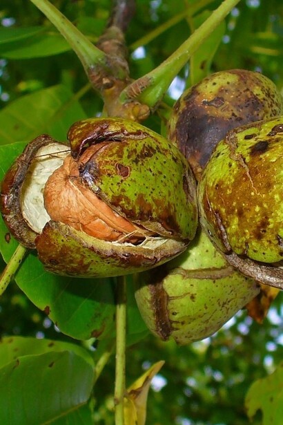 Mallo di noce