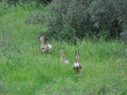 Gazelle Valley, Photo by H. Pierre Lavi
