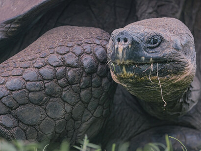 Tortuga, Islas Galápagos, Ecuador