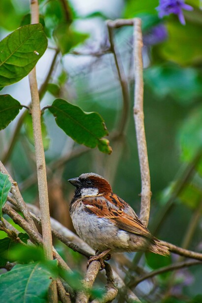 La matanza de gorriones molineros ordenada por Mao Zedong (1893-1976) es un emblemático caso documentado de desastre en la interacción ecológica inducido por el hombre