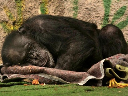 A chimpanzee sleeping