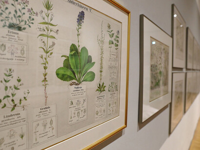 Analytical beauty. 200 years of flower paintings, exhibition view. Courtesy of Neue Galerie Graz