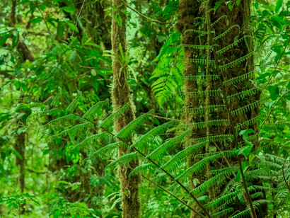 Ecological conservation: ecological taxes would result in making sustainable goods and services cheaper than ecologically destructive ones