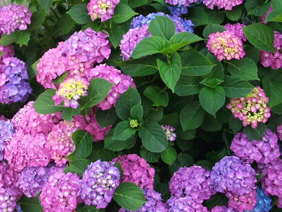 Fioritura di ortensie