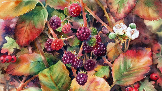 Ann Mortimer, Blackberries