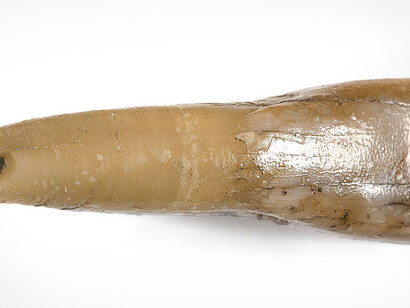 Fossil Mammals. Courtesy of Museum für Naturkunde