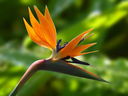 Flor abierta. Los jardines crecen y progresan en su conjunto pero no todas las plantas florecen al mismo tiempo