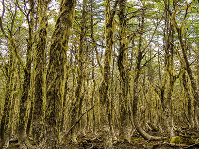 Bosque patagónico de árboles nativos cubiertos de musgo y vegetación, en la Reserva Nacional Coyhaique, Chile